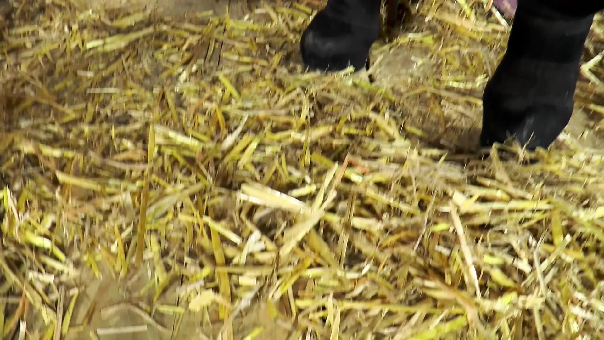 sexy susi,conny dachs - blowjob,milf