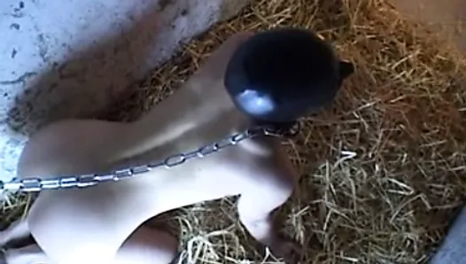Hooded slave kept in a barn, chained and used
