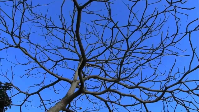 Катя Самбука.