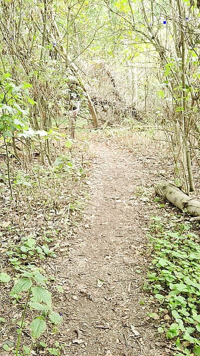 A short walk in the woods and a part strip