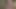 الملاك الآسيوي 25135