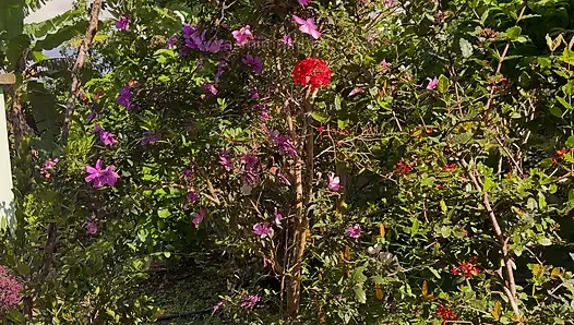 Between Flowers and Love: Passionate Sex in a Motorhome