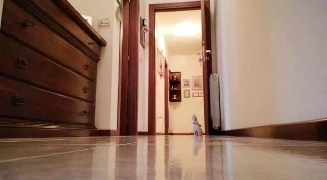 la cagnetta di bull