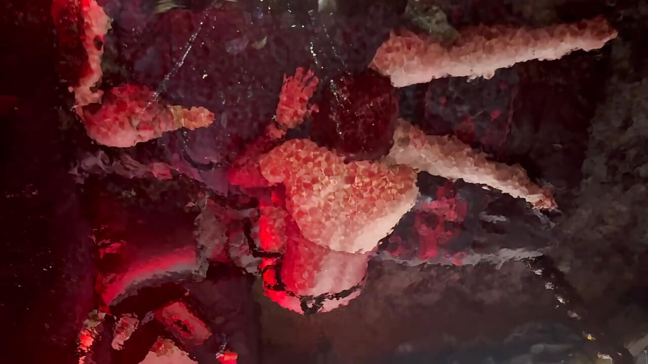 ラニスタ・ベアと私 パート3