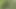 Bullwhipping in the Forest