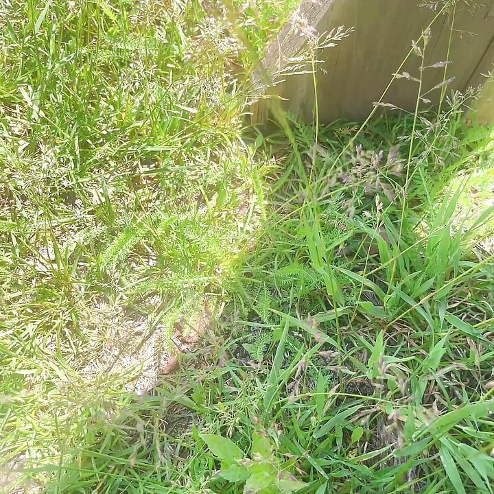 Kencing di luar ruangan dekat pohon anggur
