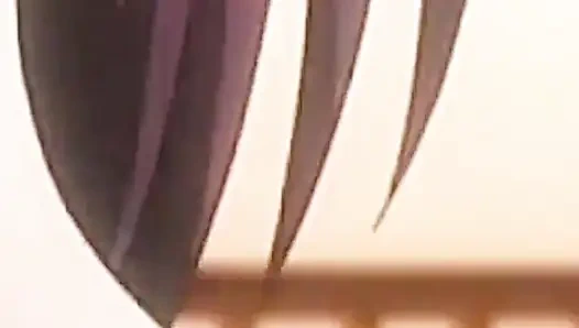 Sadece Kolombiya anime