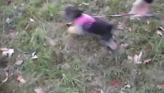 Cewek eropa yang manis nyepong kontol di luar ruangan sebelum ngentot di rumah