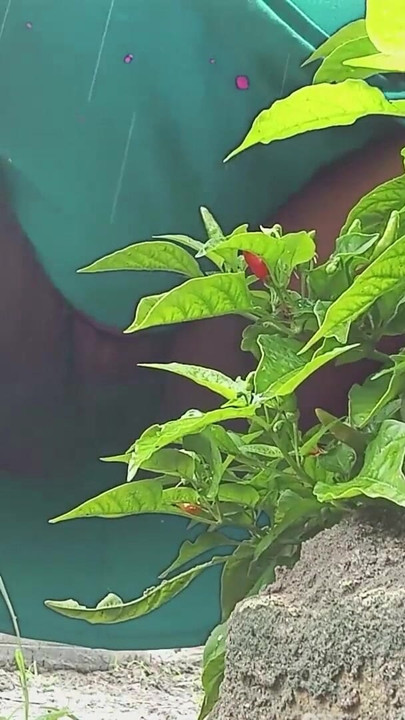 Hot BBW of hairy pussy pissing behind the bush | Clip 1