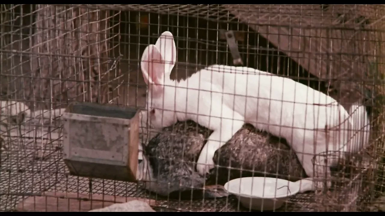 Mkx 的恐怖之夜 #1