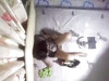 Pregled videozapisa