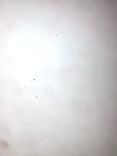 bizzar