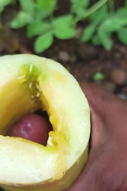德西黑土地