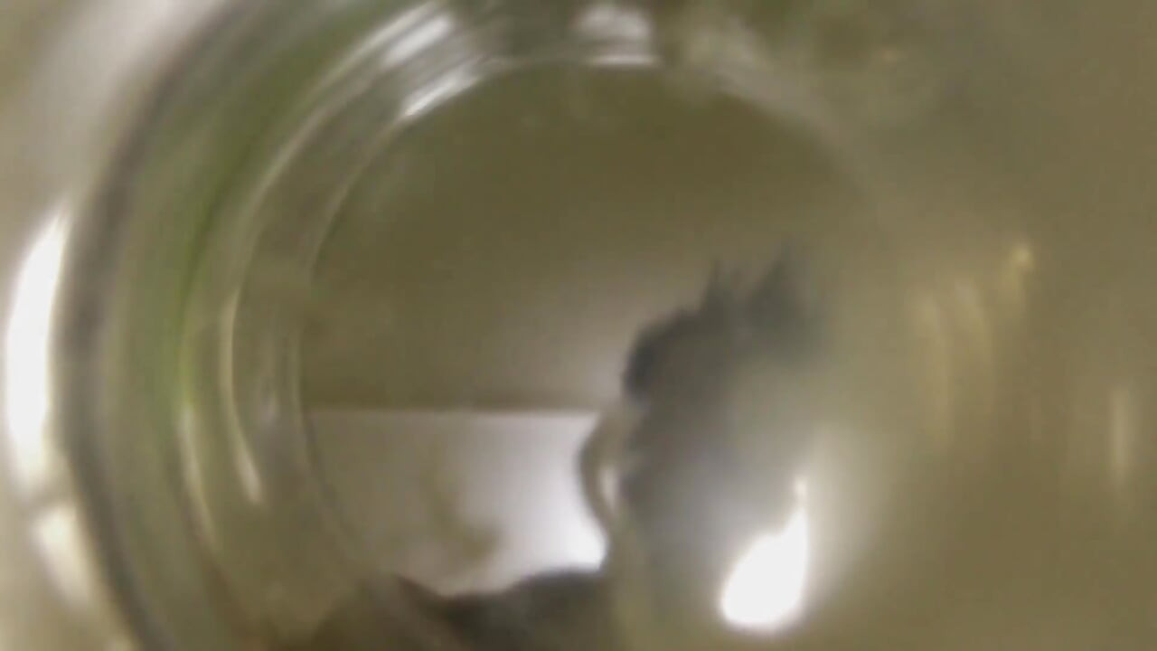 Twink Cums Into Cup of Water ( Inside Glass View ) Floating Sperm