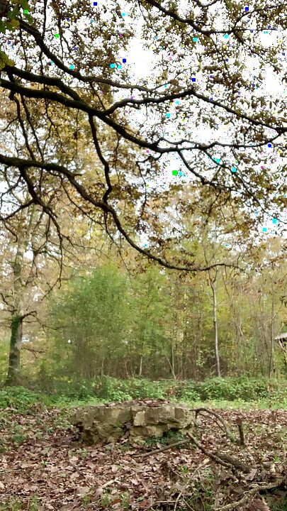 Walk in the forest