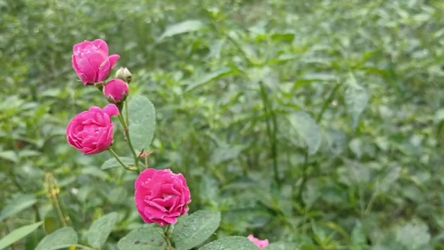 农村热辣男孩和女孩性爱故事孟加拉语