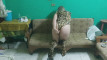 Pregled videozapisa
