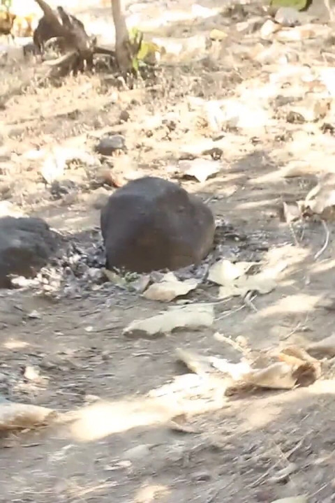 德西哥大胆的森林暴露狂幻想