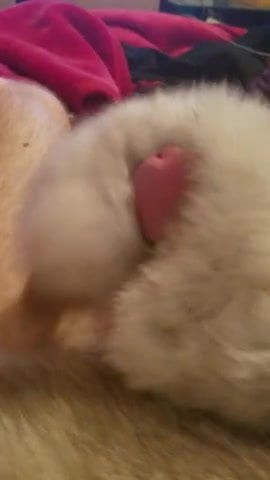 Fur jerk again