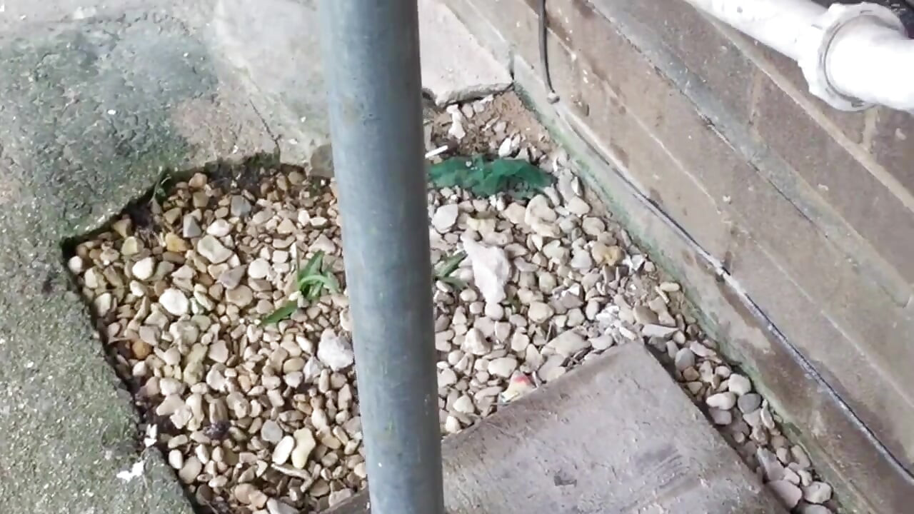 scaffolded peeping through the windows gets lucky