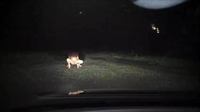 stray dog without a leash but with a cage