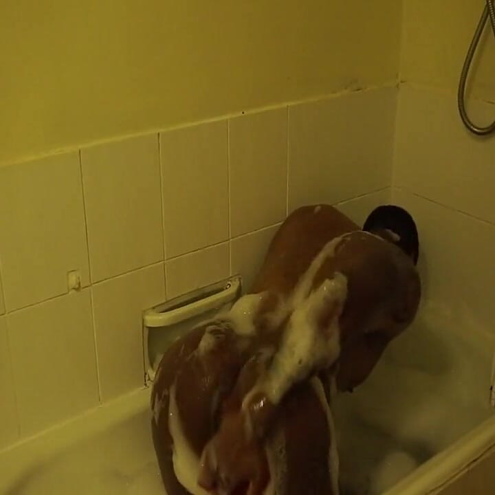 お風呂の時間 2。アマデウス・モード