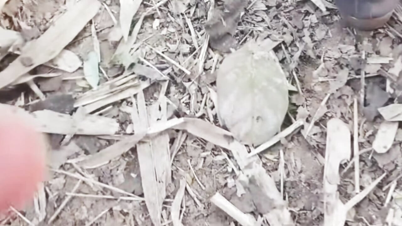 帶走了我的繼妹，把她留在了樹林裡