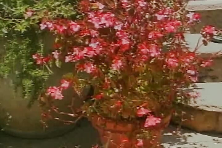 Siempre grandes estrellas porno compartiendo un consolador grande en acción al aire libre