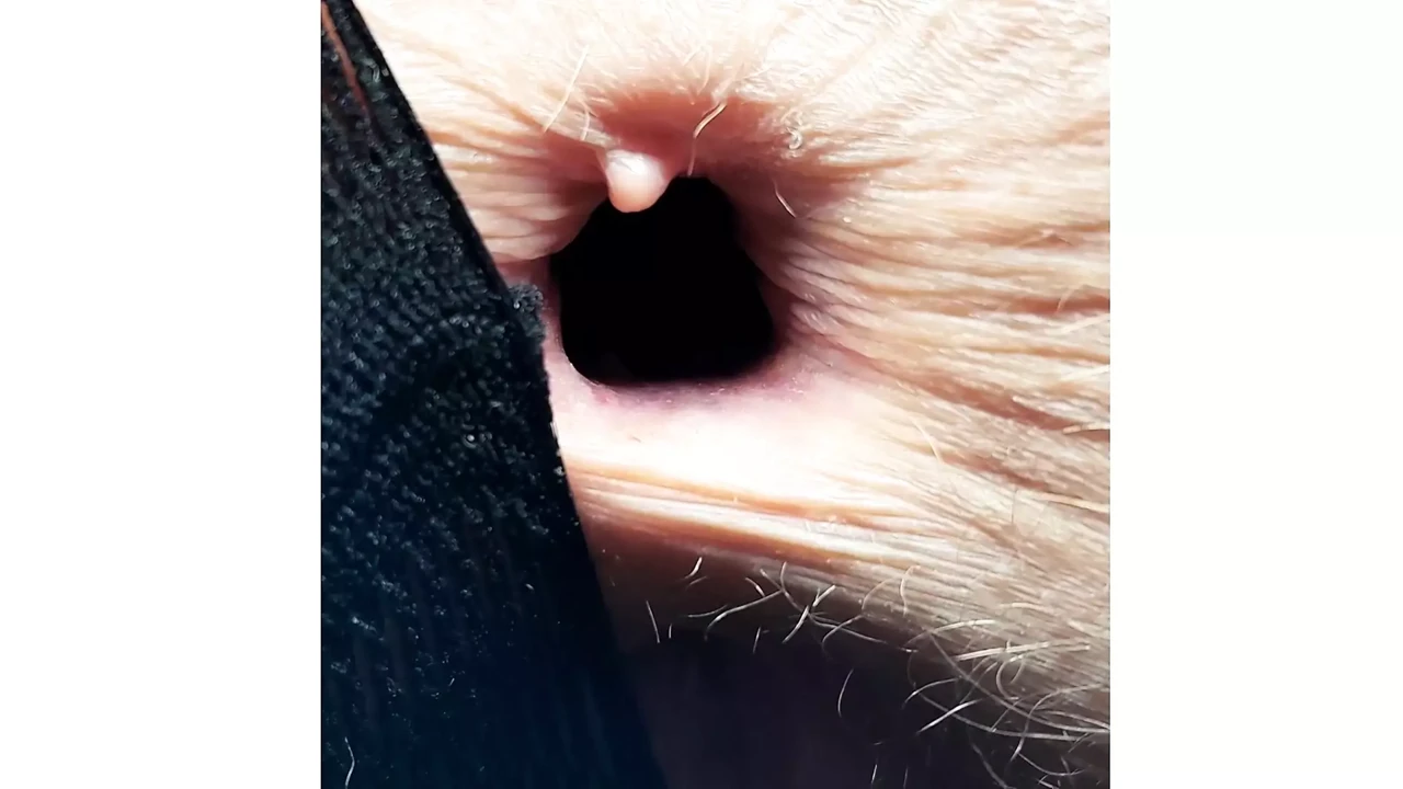 Gapes, Farts ,Whistles ,Queefs and Echos