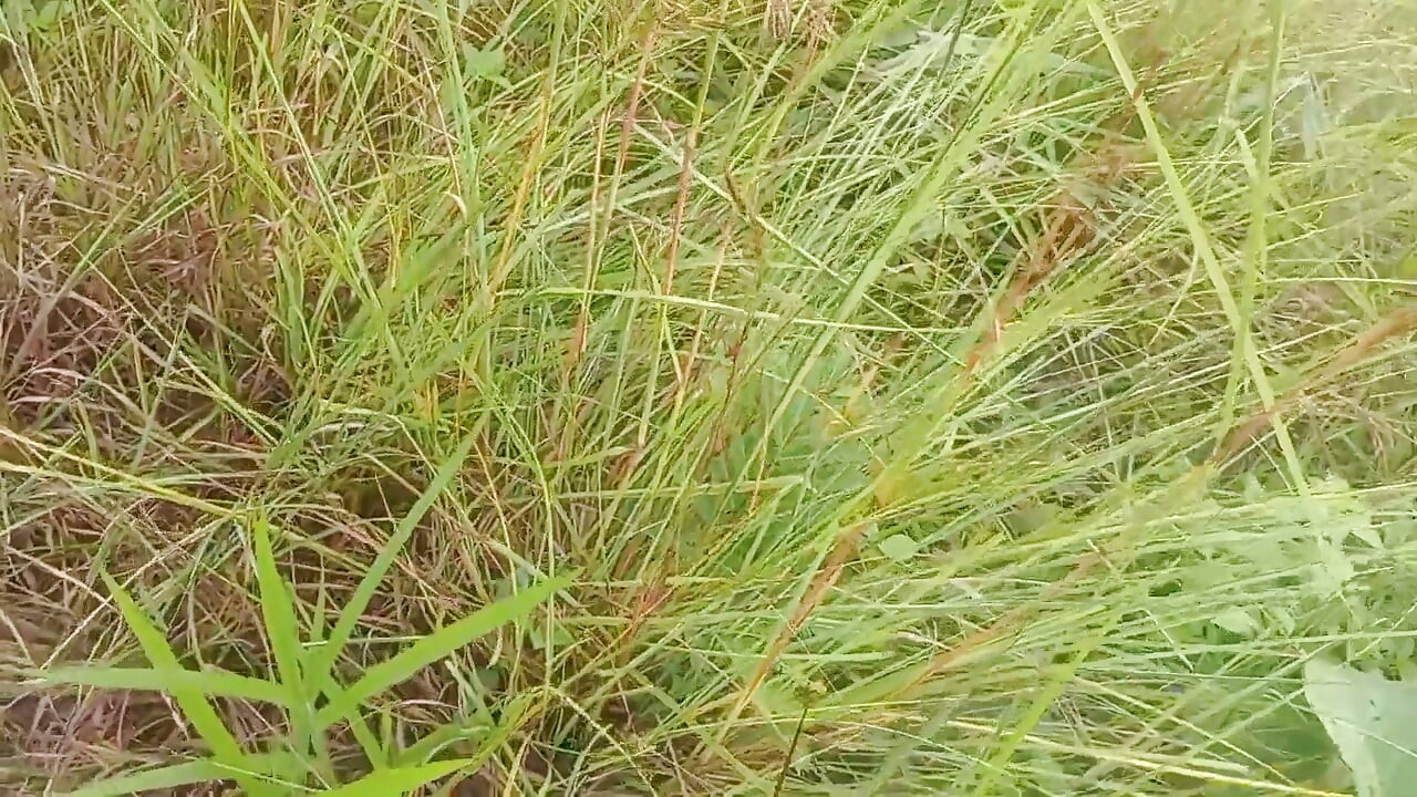 Nepali Open Outdoor Soltni Doggy Styal Sex Video
