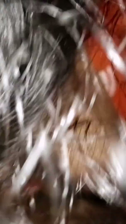 Piyasi Bhabhi Sudipta Devar ka Land Chuske Pani Nikal ke Pee Liya | Klipp 1