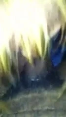 dick sucking