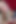 ホイットニー・モーガン嬢、シシーに屈する