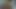 Domuz kuyruklu Asya öğrenci p çivilenmiş onu traş kedi alır