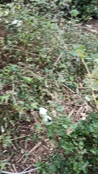 collecting cumfilled condoms in the woods