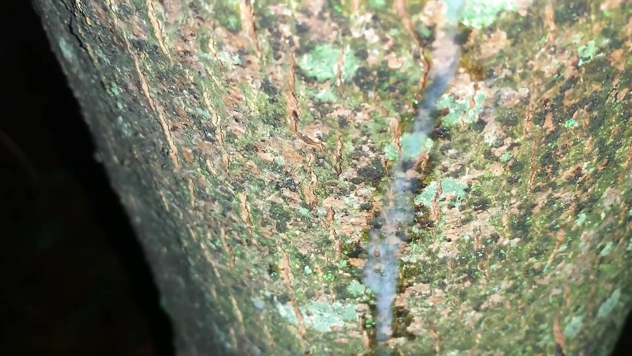 ยิงน้ําเงี่ยนบนต้นไม้และดูน้ําเงี่ยนของกูแบบระยะใกล้