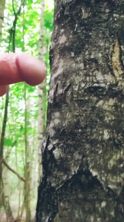 Contact with nature ended with a wank between the trees and a juicy orgasm. | Clip 1