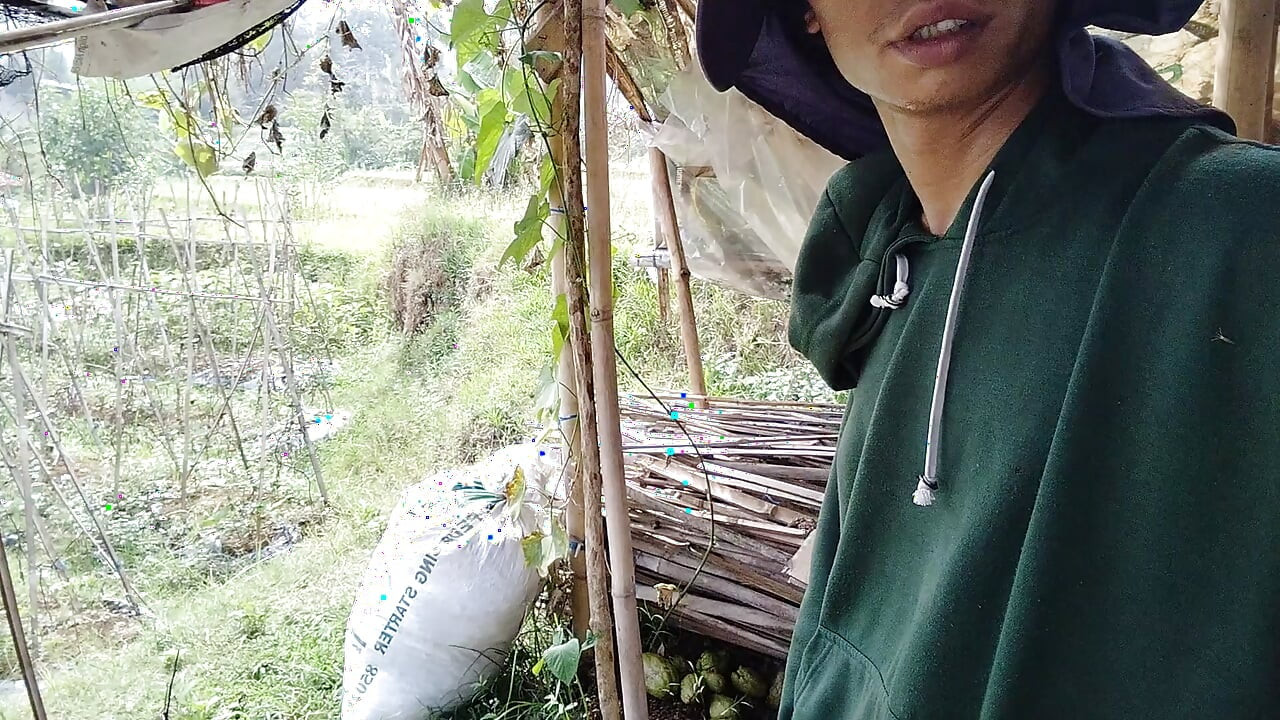 The youth themselves in the tea garden are still cultivating