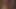 Silberhaariger Papi besamt unten