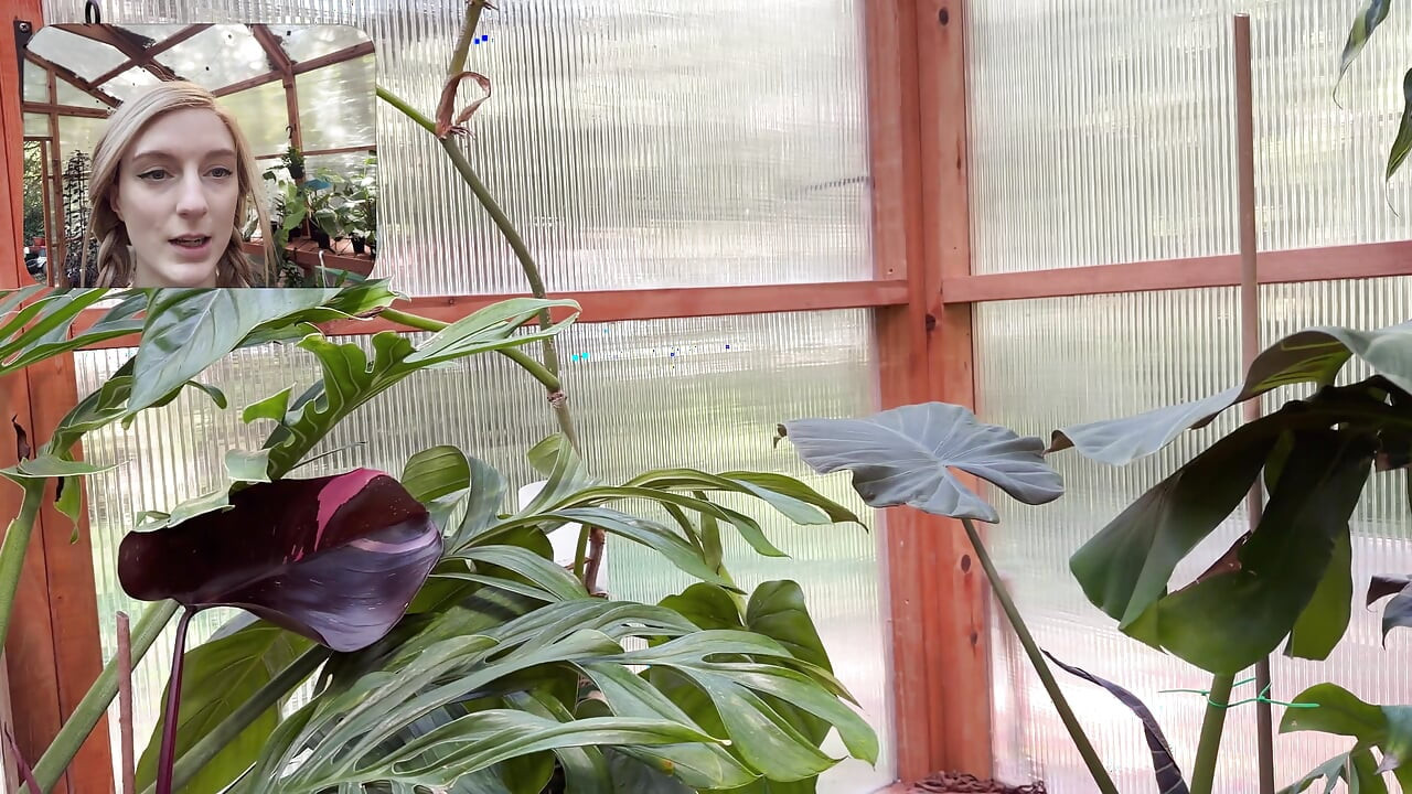 Moving My Plants Indoors