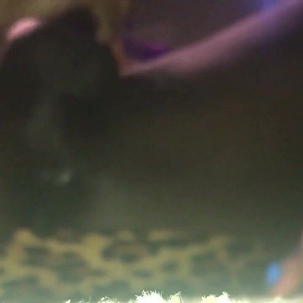 POV BF BJ JO: Rogonjina divovka Ti si sićušni slabašni seljak, a tvoja jedina svrha je gledati me kako pušim kurac