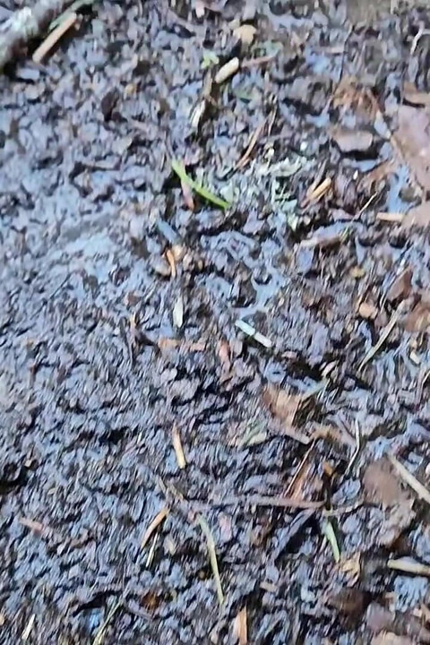 Some Pee Pee Things