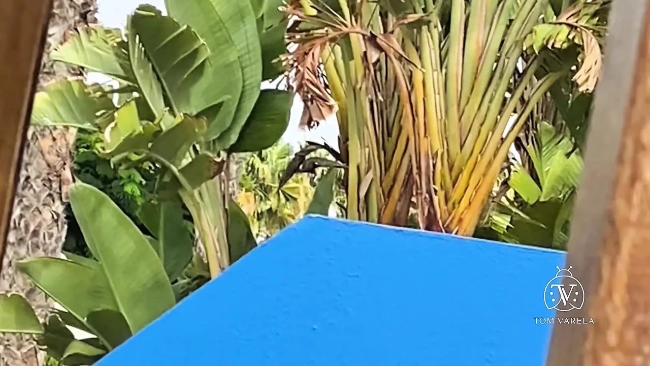 Holidays in Maspalomas,TiotemadFFMad