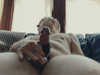 Pregled videozapisa