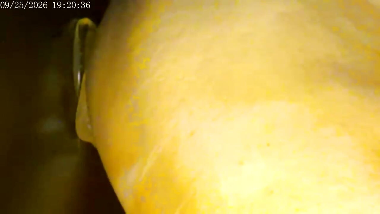 9-25-26 Cam 2 Compilation Friday Friends Day Toy Ride Thank You for Driving My Ranking and Revenue Love to You All.