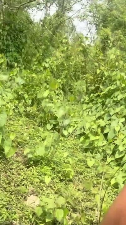 Desnudándose en la jungla, joven indio | Clip 2
