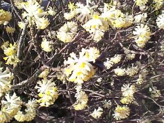 fiori ape