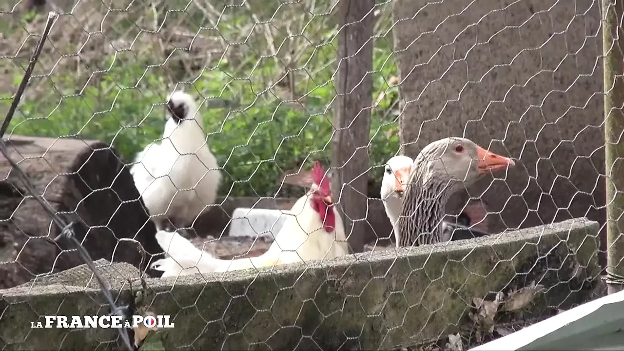Madura burguesa duro anal fodida ao ar livre pelo Garderner