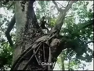 Fucking in the jungle
