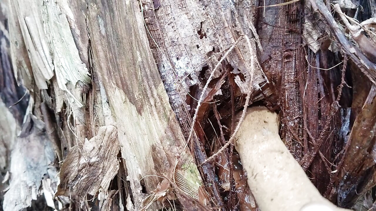 Banana Tree with a Dirt Dildo